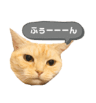 みー＆まーときゃん（個別スタンプ：15）