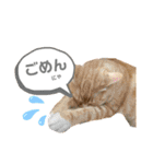 みー＆まーときゃん（個別スタンプ：16）
