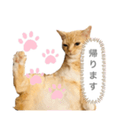 みー＆まーときゃん（個別スタンプ：17）