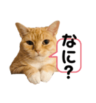 みー＆まーときゃん（個別スタンプ：18）