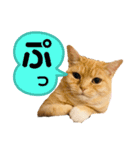 みー＆まーときゃん（個別スタンプ：19）