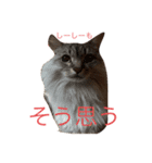 みんな大好きくるみちゃん2（個別スタンプ：4）
