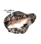 魚もしかしたら使えるかも（個別スタンプ：3）