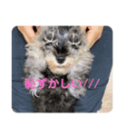 シュナAnela（個別スタンプ：12）