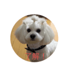 愛犬ライン2（個別スタンプ：5）