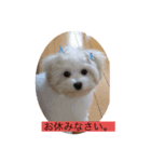 愛犬ライン2（個別スタンプ：6）