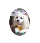 愛犬ライン2（個別スタンプ：7）