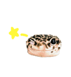 ヒョウモントカゲモドキのマック（個別スタンプ：2）
