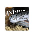 ヒョウモントカゲモドキのマック（個別スタンプ：3）