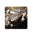 ヒョウモントカゲモドキのマック（個別スタンプ：6）