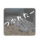 ヒョウモントカゲモドキのマック（個別スタンプ：7）