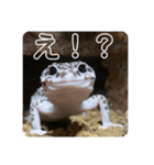 ヒョウモントカゲモドキのマック（個別スタンプ：10）