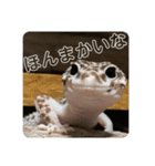 ヒョウモントカゲモドキのマック（個別スタンプ：11）