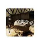 ヒョウモントカゲモドキのマック（個別スタンプ：13）