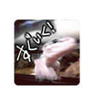 ヒョウモントカゲモドキのマック（個別スタンプ：15）