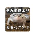 ヒョウモントカゲモドキのマック（個別スタンプ：16）