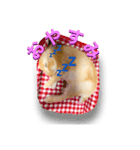 ドンちゃんスタンプ いろいろ（個別スタンプ：5）