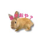 ドンちゃんスタンプ いろいろ（個別スタンプ：7）