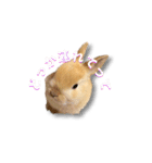 ドンちゃんスタンプ いろいろ（個別スタンプ：9）