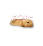ドンちゃんスタンプ いろいろ（個別スタンプ：10）