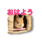 ドンちゃんスタンプ いろいろ（個別スタンプ：11）