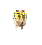 ドンちゃんスタンプ いろいろ（個別スタンプ：12）