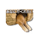 ドンちゃんスタンプ いろいろ（個別スタンプ：15）