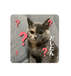 ぬーと一緒☆彡.。（個別スタンプ：3）