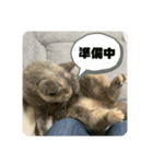 ぬーと一緒☆彡.。（個別スタンプ：8）