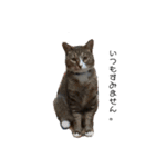 とみとねこ（個別スタンプ：1）