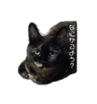 とみとねこ（個別スタンプ：2）