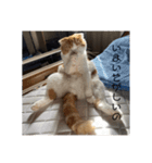 とみとねこ（個別スタンプ：3）