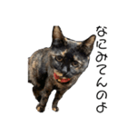 とみとねこ（個別スタンプ：5）