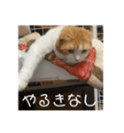 とみとねこ（個別スタンプ：7）