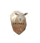今日のめぇ（個別スタンプ：1）