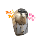 今日のめぇ（個別スタンプ：3）