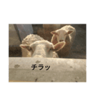 今日のめぇ（個別スタンプ：4）