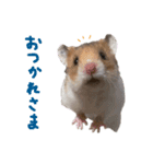 はむお♀スタンプ（個別スタンプ：7）