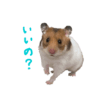 はむお♀スタンプ（個別スタンプ：11）