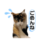 OKだよー！のスタンプ！（個別スタンプ：1）