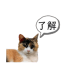 OKだよー！のスタンプ！（個別スタンプ：5）