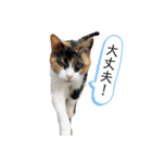 OKだよー！のスタンプ！（個別スタンプ：8）