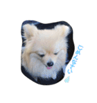 ポメのこーちゃん（個別スタンプ：1）