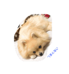 ポメのこーちゃん（個別スタンプ：10）