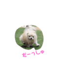 ポメのこーちゃん（個別スタンプ：11）