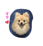 ポメのこーちゃん（個別スタンプ：15）