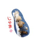 ポメのこーちゃん（個別スタンプ：16）