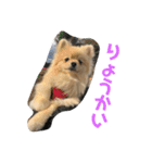 ポメのこーちゃん（個別スタンプ：31）