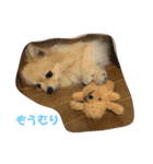 ポメのこーちゃん（個別スタンプ：32）