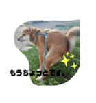 柴犬さこんじ（個別スタンプ：1）